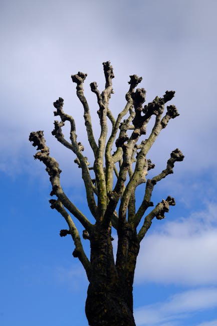 A tall, leafless tree with multiple thick, gnarled branches extending upward against a partly cloudy sky. The branches are heavily pruned, showing blunt cuts at their tips, with rough, textured bark. 